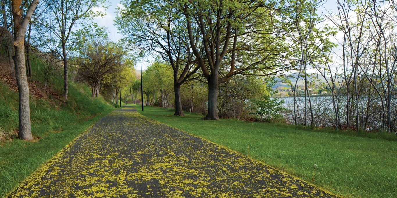 Blossom-covered pathway next to the Snake River in Clarkston, lined with trees and lampposts